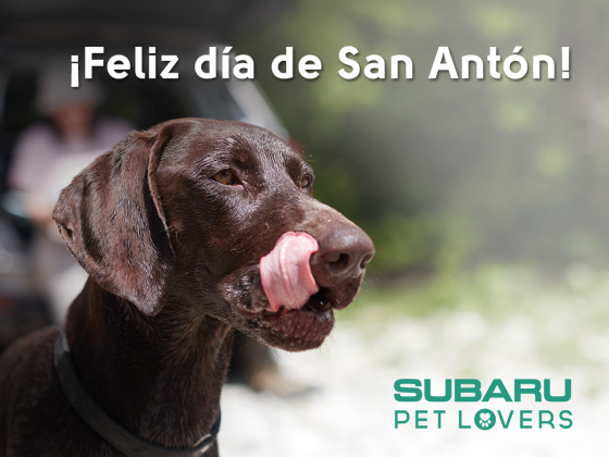 subaru_pet-lovers_sananton_fb_ok