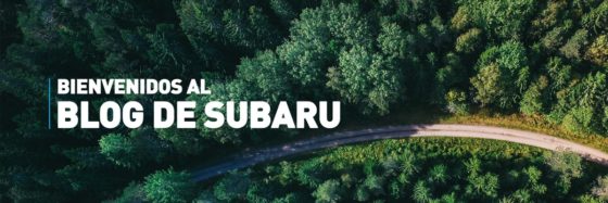 carretera-entre-bosques