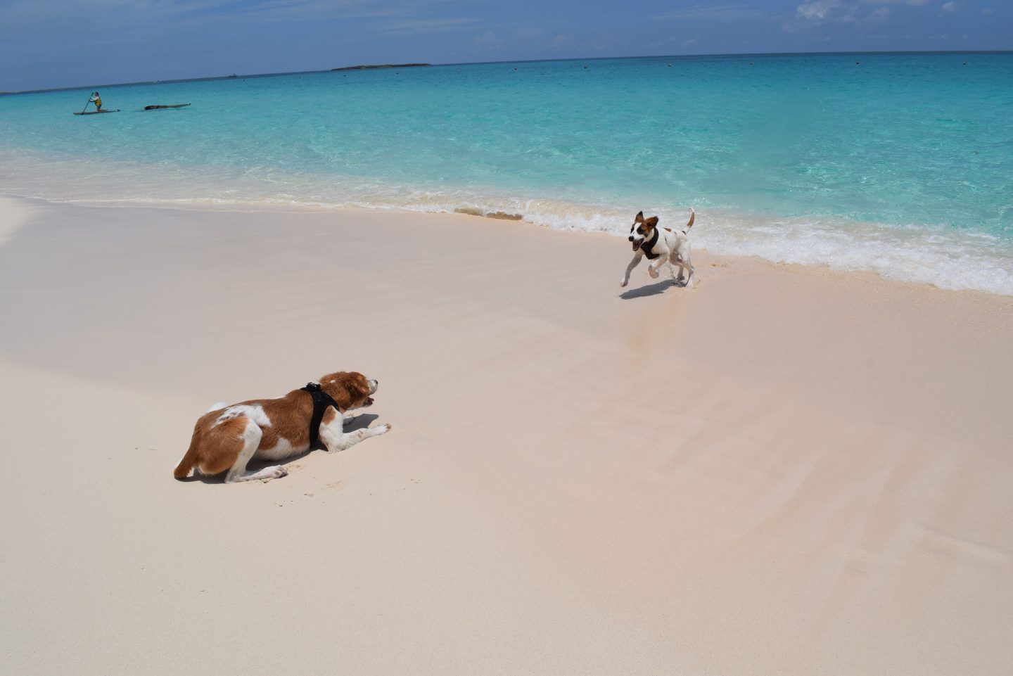 Destinos Subaru Playa con perros